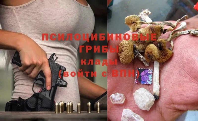 Галлюциногенные грибы Psilocybine cubensis  Кореновск 